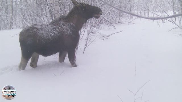 Лосинная тропа. Что кушают лоси зимой в лесу. Съёмка на фотоловушку