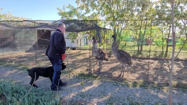 Баскунчак и Эльтон-2024. Сарай-Бату. Мы и страусы