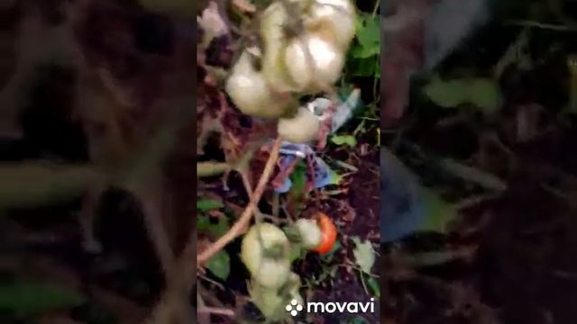 Синьоры помидоры, пора в засолку вас пустить! Репортаж моей мамы из Сибири ..mp4