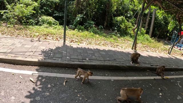 ГОРА ОБЕЗЬЯН ПОКОРИЛА ПХУКЕТ-ТАУН Таиланда