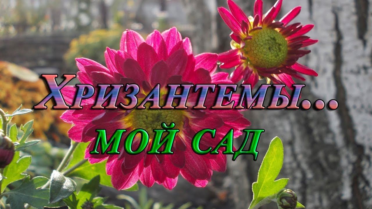 Хризантемой надежды мои расцветают*   Мой сад