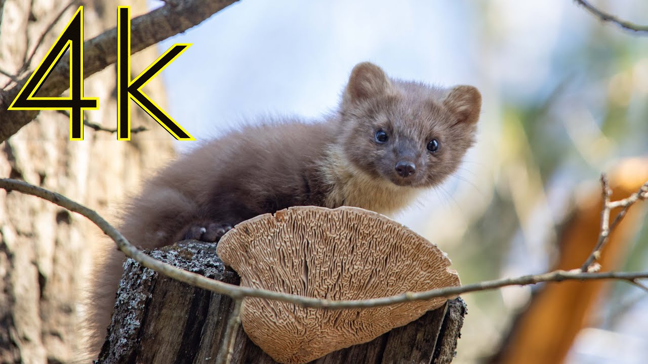 Куница лесная (Martes martes) (4К)