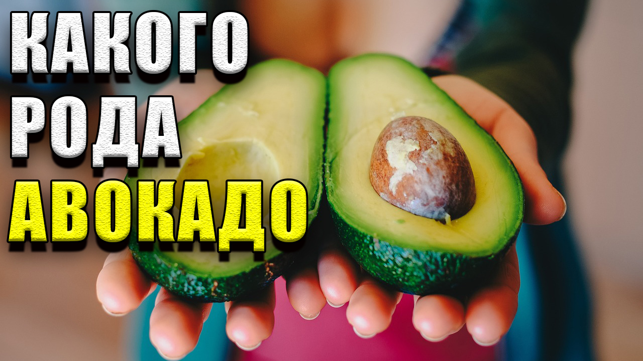 Какого рода авокадо?