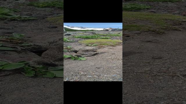 Угадайте, что за зверёк.mp4