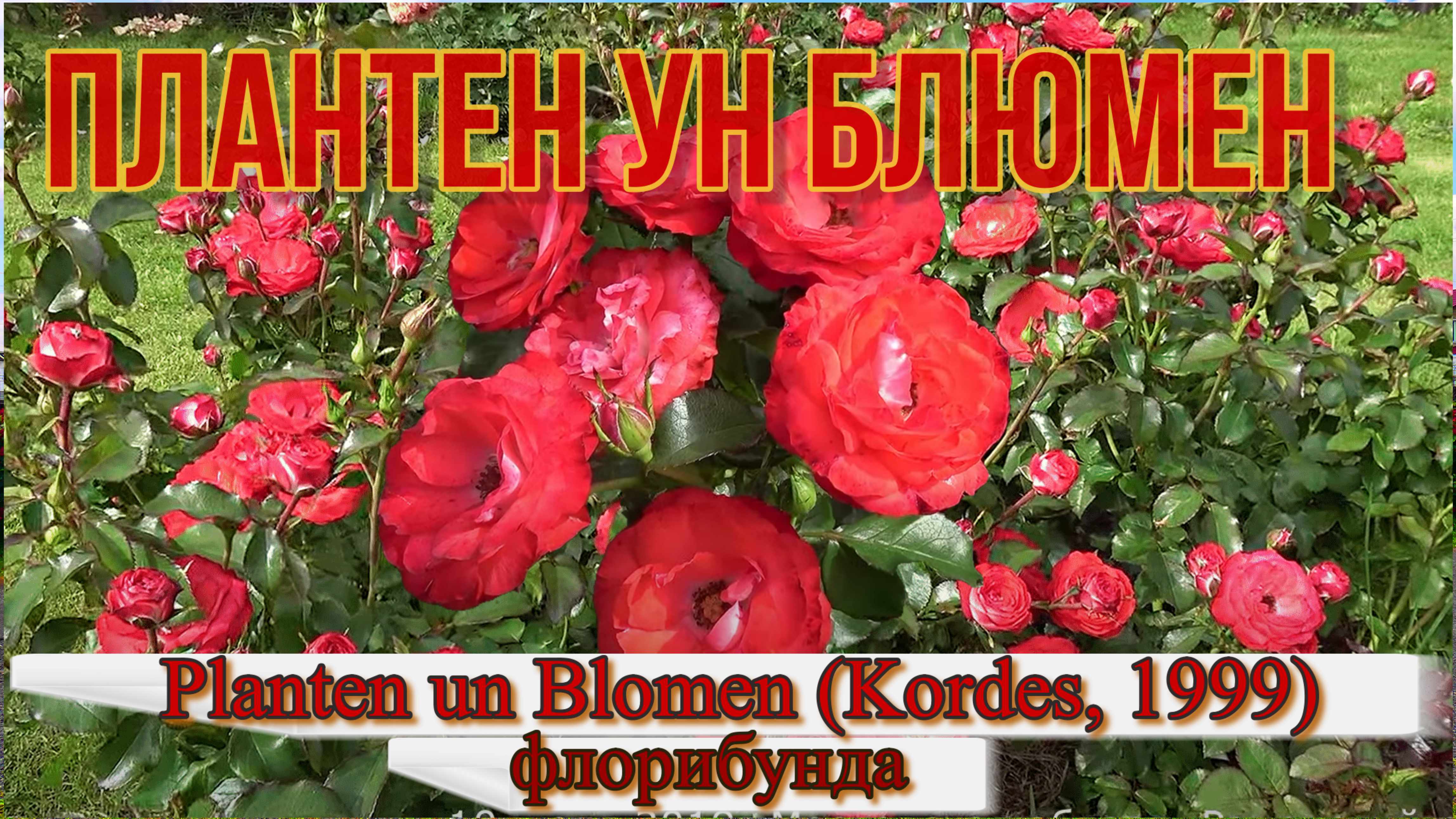 Роза Плантен Ун Блюмен (Флорибунда) - Planten un Blomen_(Kordes, 1999)