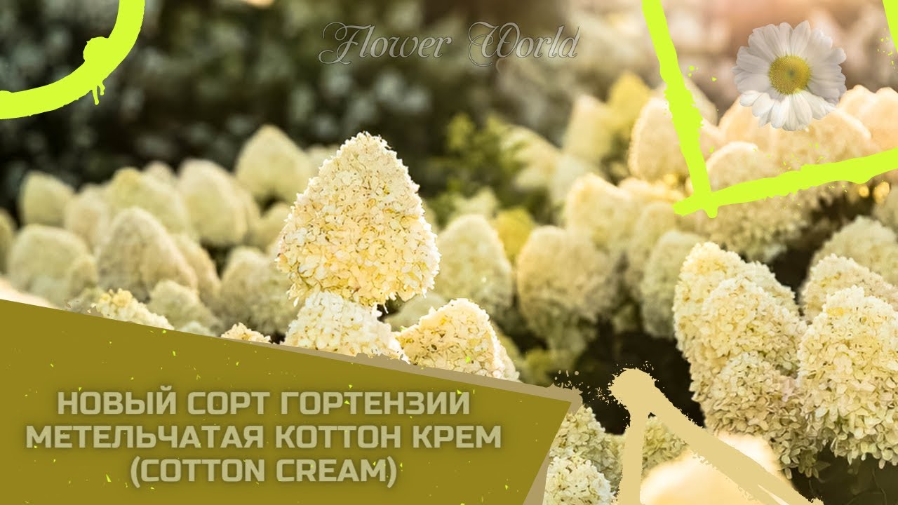 Новый сорт гортензии метельчатая Коттон Крем (Cotton Cream)?.