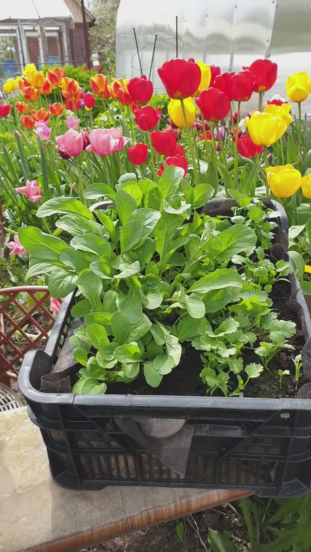 Быстрая зелень на стол!