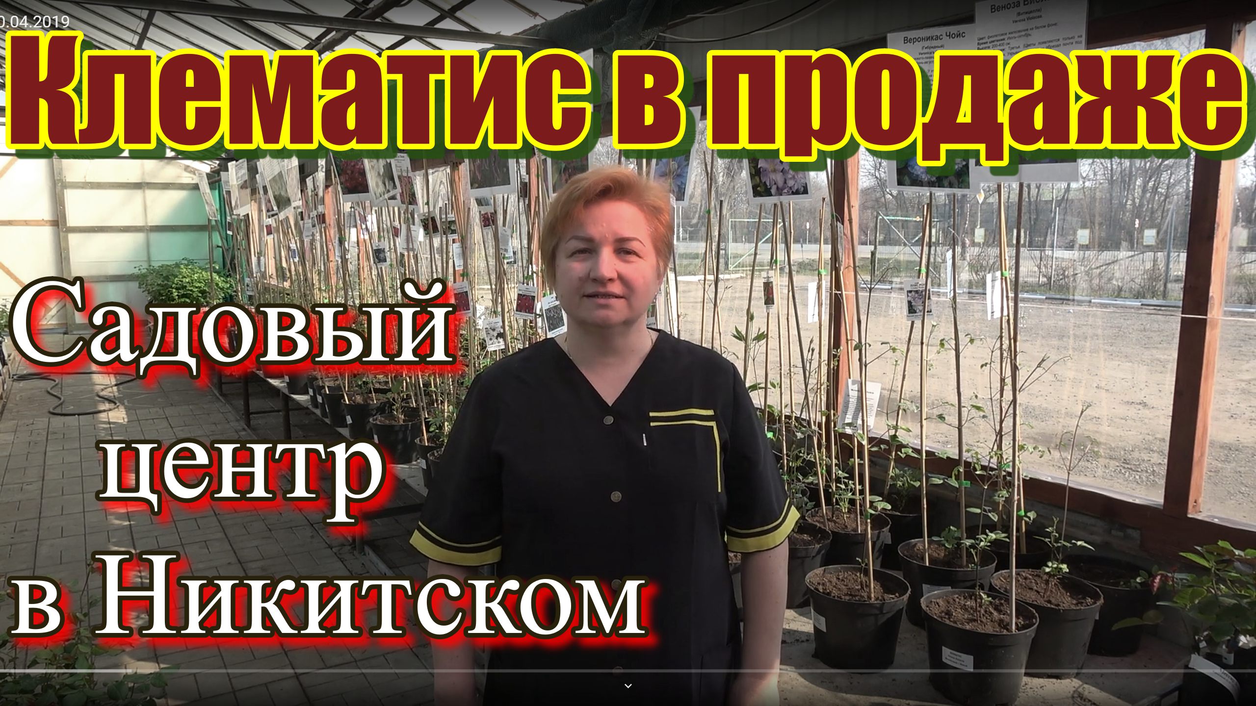 Клематисы в продаже