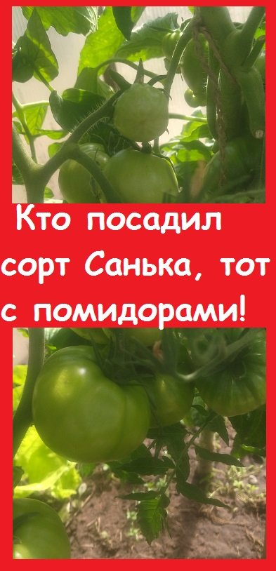 Помидоры сорта САНЬКА УЖЕ ПОСПЕВАЮТ у меня, хотя многие на Урале еще не высадили их из рассады!#сад