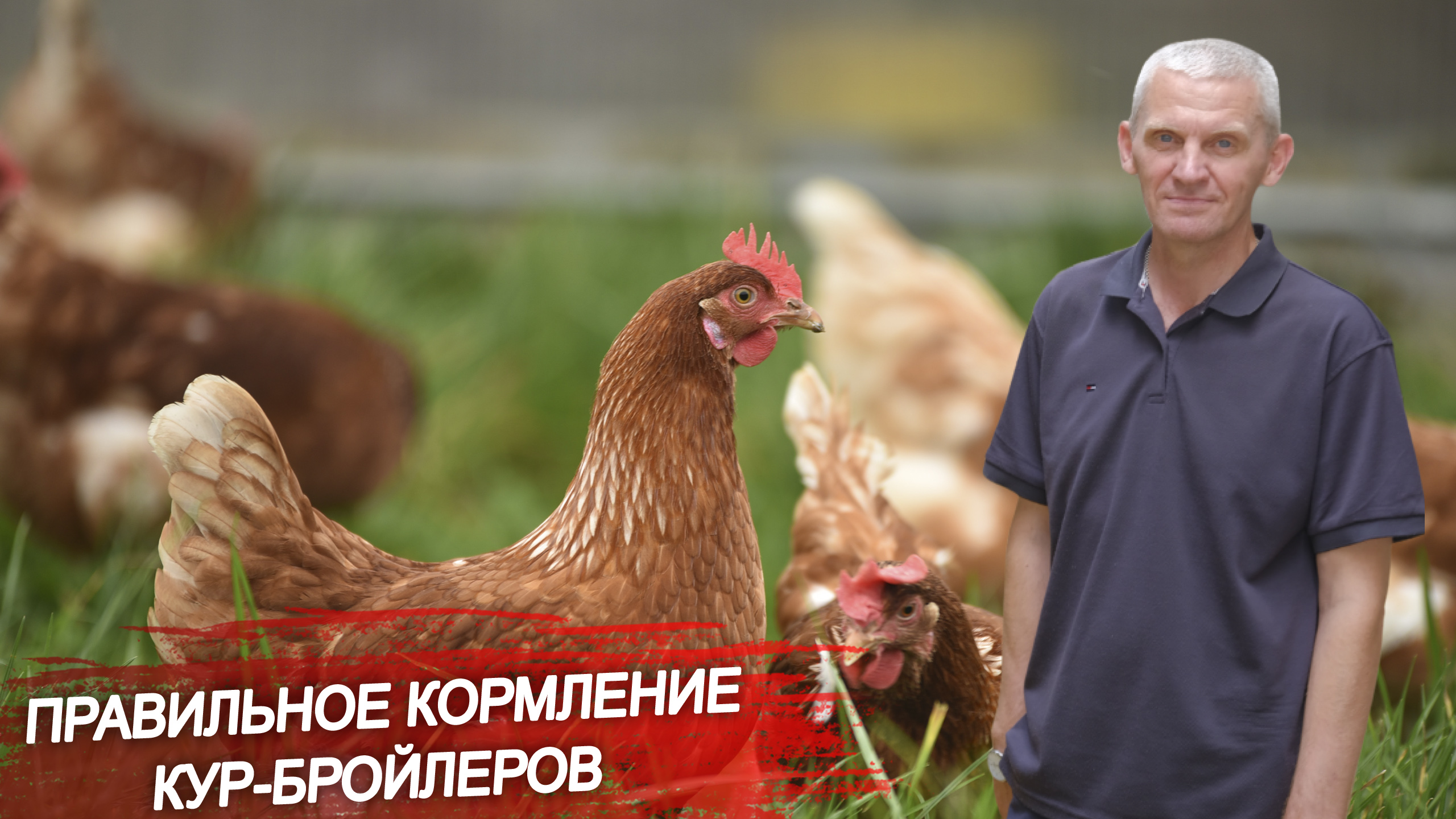 Что важно учитывать при кормлении кур-бройлеров? Какие ошибки в кормлении птиц допускают в ЛПХ?