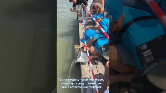 Участники фестиваля «Реки впадают в моря» выпускают мальков в реку Кубань
#shorts