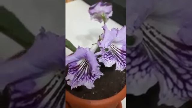 Dem - ЧАРОИТ, стрептокарпус.