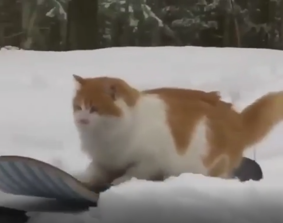 Спорт, спорт, спорт.