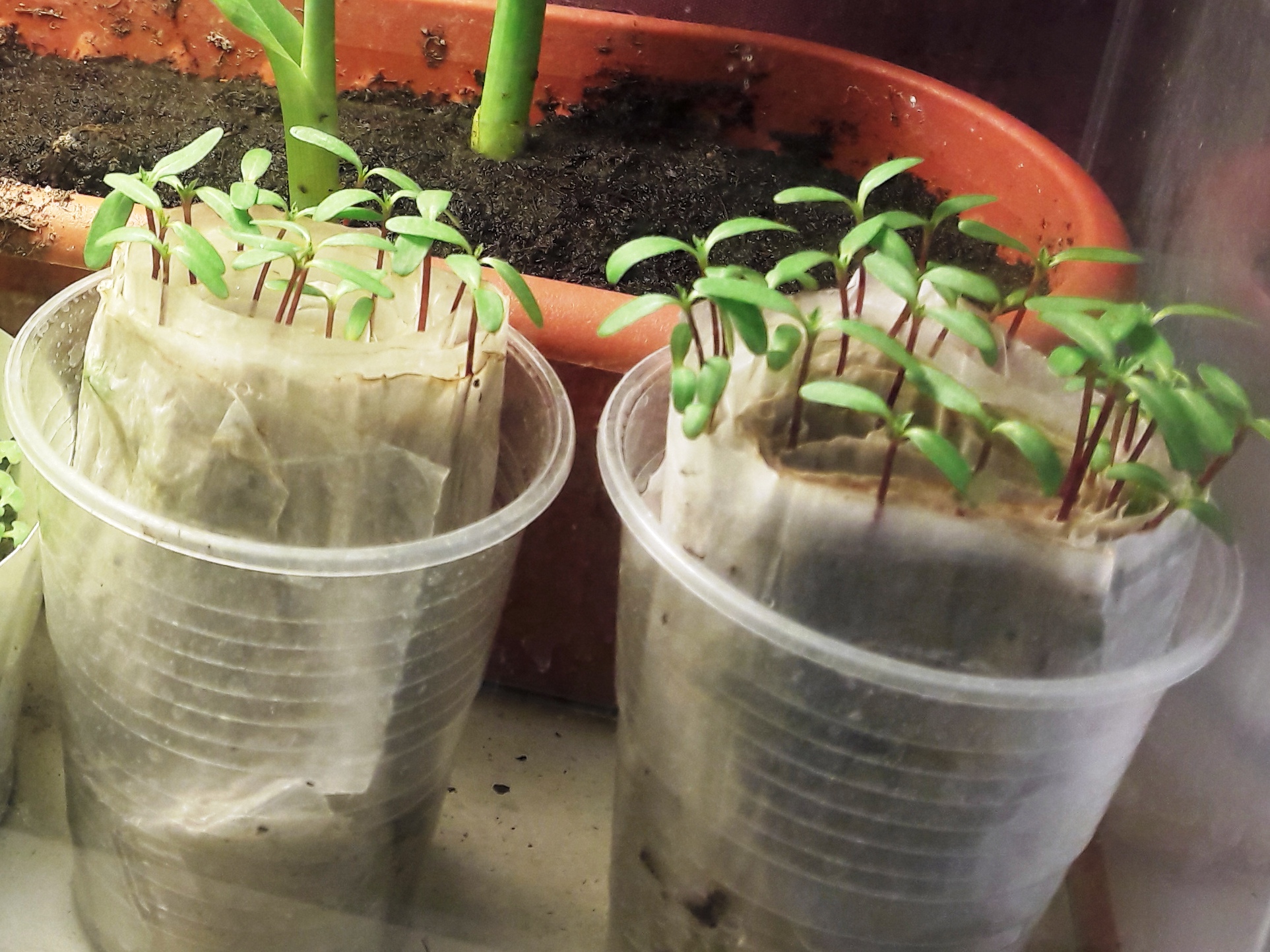 Как вырастить рассаду в туалетной бумаге