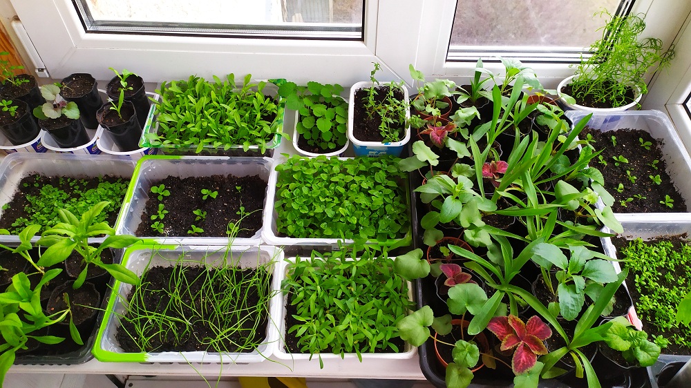 Моя рассада начало мая 2022 года.mp4