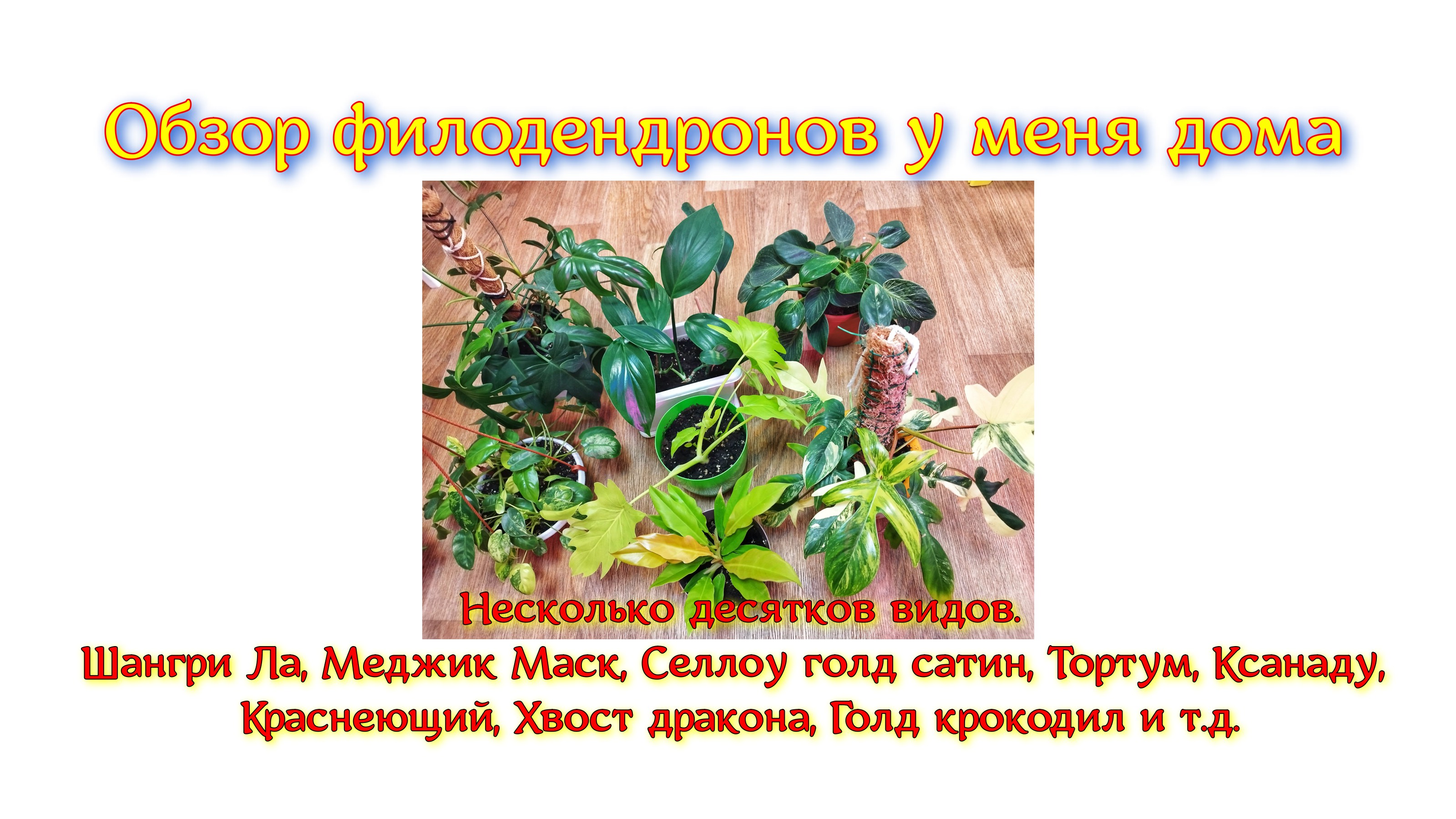 Обзор филодендронов у меня дома. Множество видов. Шангри Ла, Меджик Маск, Селлоу голд сатин, Тортум,