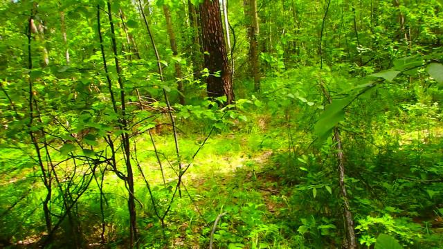 Компас. Просто и наглядно, для начинающих