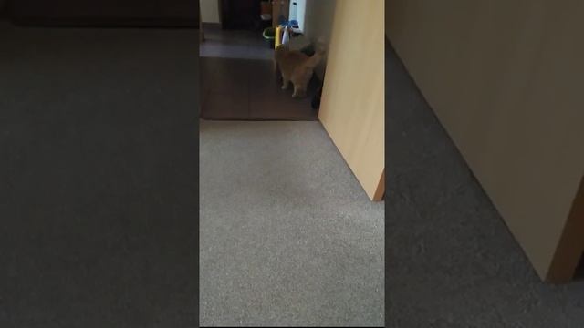 Кот Медалист.