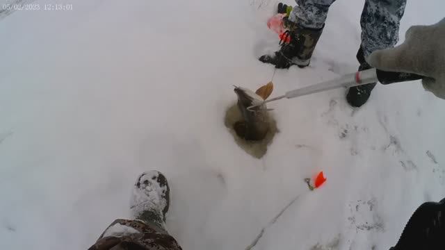 Эксперименты в глухозимье (4)! Рыбалка 5.02.2023г.