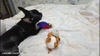 Чихуахуа грызун