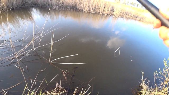 ЛОВЛЯ КАРАСЯ в МАЕ!ТОЛЬКО ЗАБРАСЫВАЕШЬ СРАЗУ ТОПИТ!