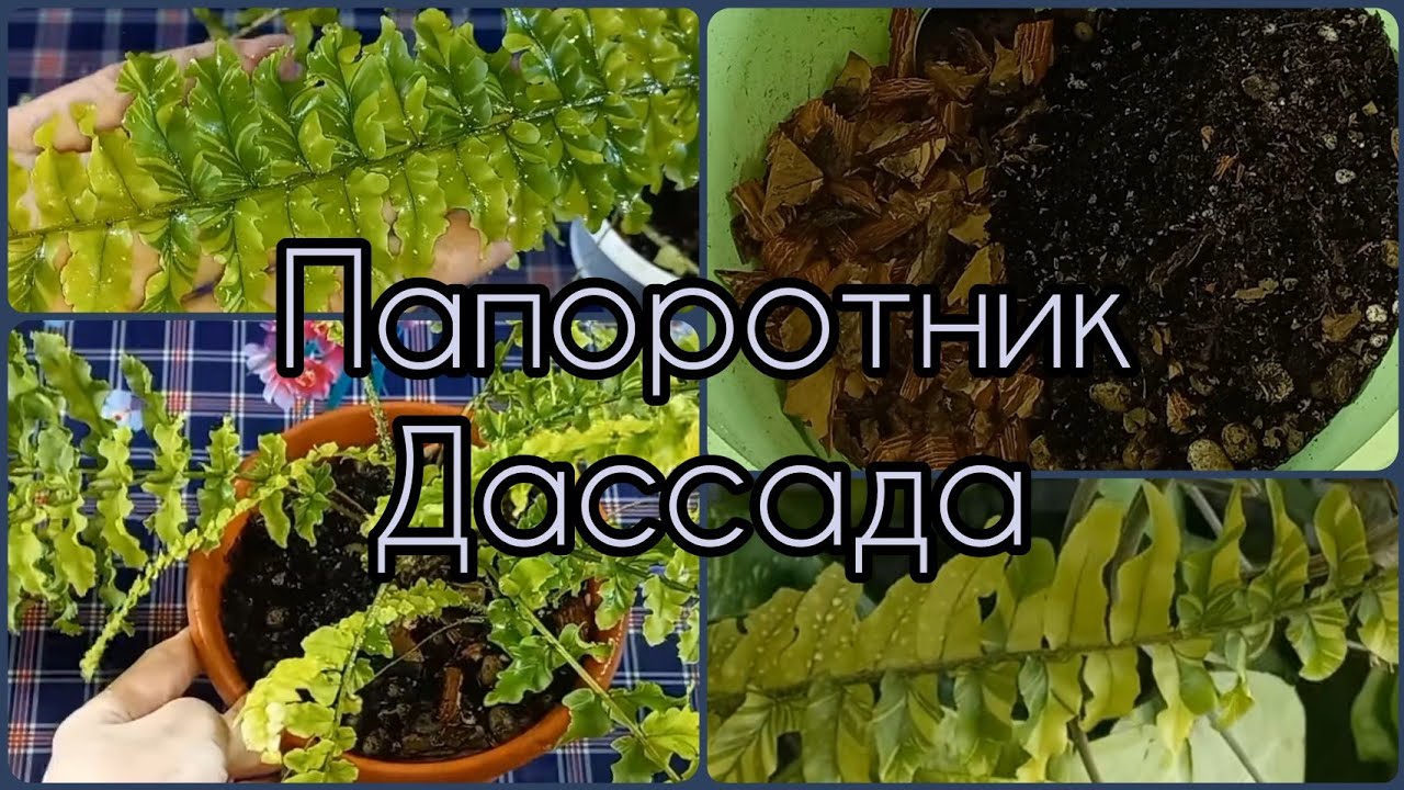 Папоротник Нефролепис Дассада?Пересадка?Состав грунта?Подбор условий содержания?Уход?Влажность