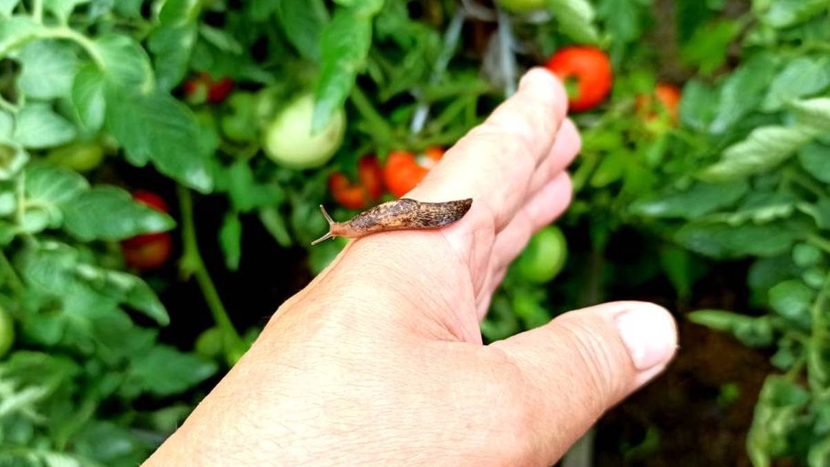 Как избавиться от слизней! Делаю так чтобы слизни не сожрали помидоры, капусту и другие  в огороде!