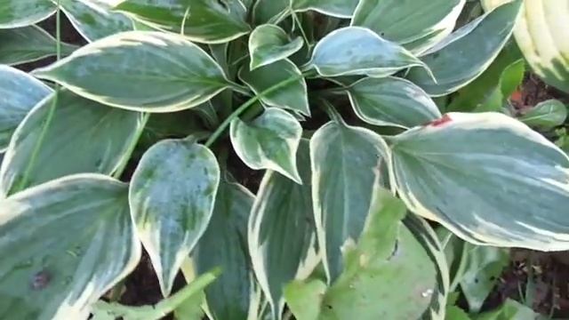 хоста аристократ