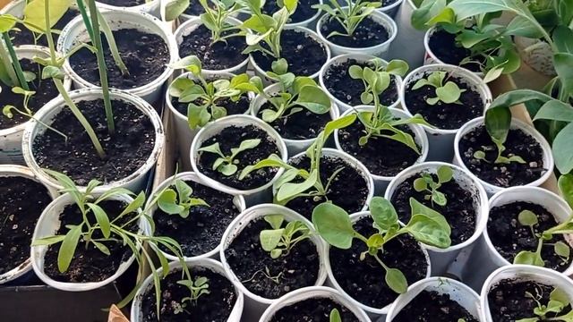 #подкормка_для_роста_петуний#листовая_важная_подкормка Петунии от П до Я РОЛИК 4 ПОДКОРМКИ.mp4