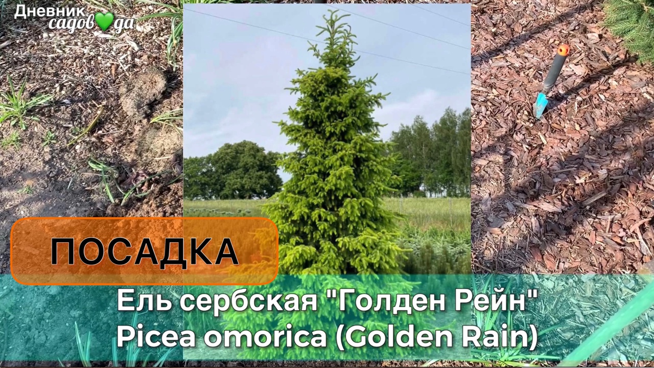 Посадка ели сербской Голден Рейн. Почему маленькие ели кривые