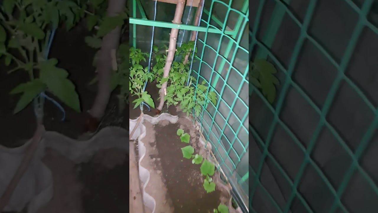 Влажность в теплице после дождей...