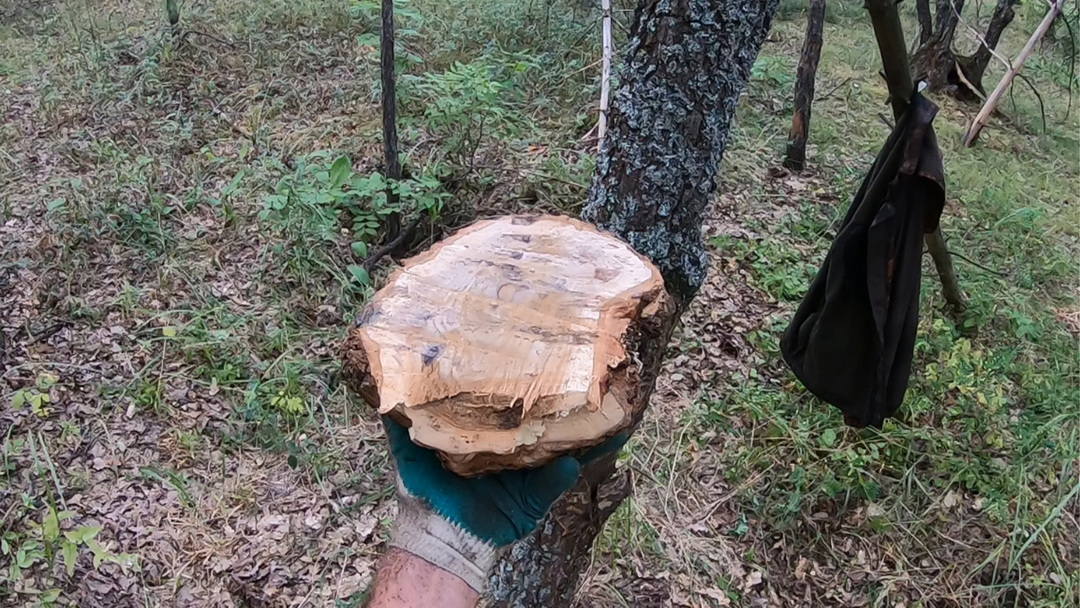 Добываем дубовый сувель. Или кап?