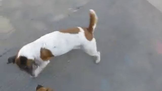 Игры фокстерьеров гладкошерстных с игрушками и между собой