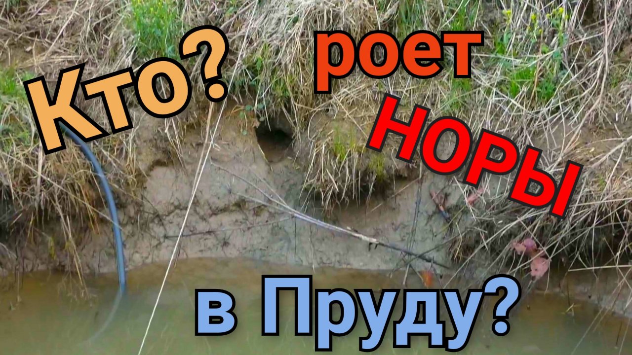 Кто роет норы в пруду.mp4