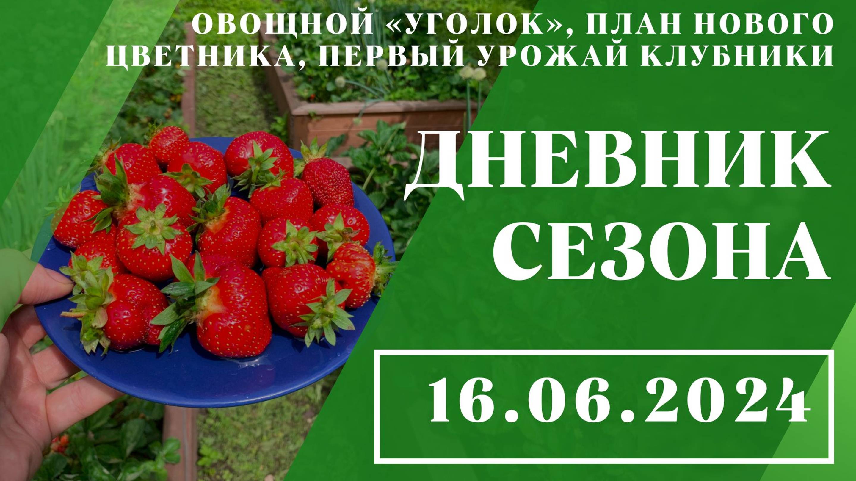 Овощной «уголок», план нового цветника, первый урожай клубники // 16.06.2024
