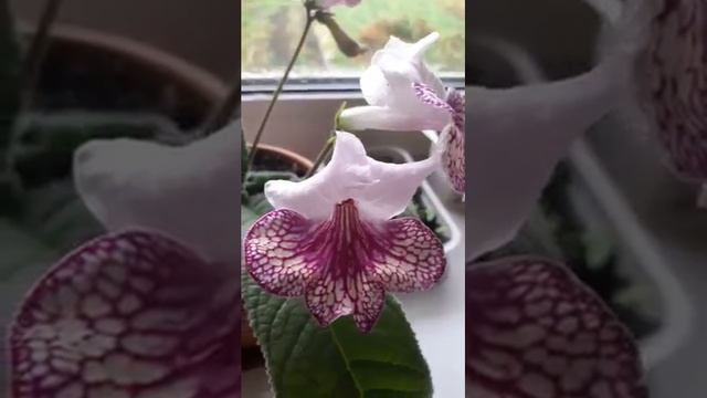 РС - ГЕРДА стрептокарпус.