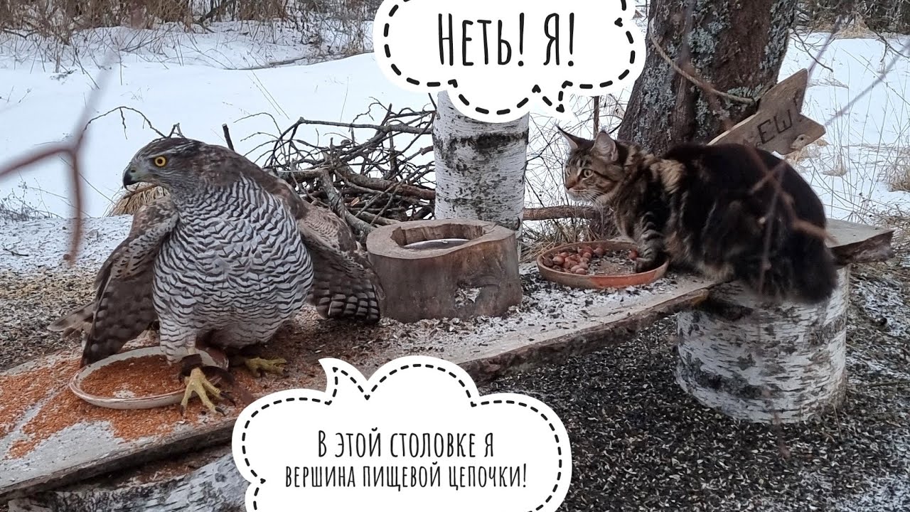 Как Морошка Клюкву с ивы снимала. Пример необычной дружбы: кошка помогла ястребу найти дорогу вниз