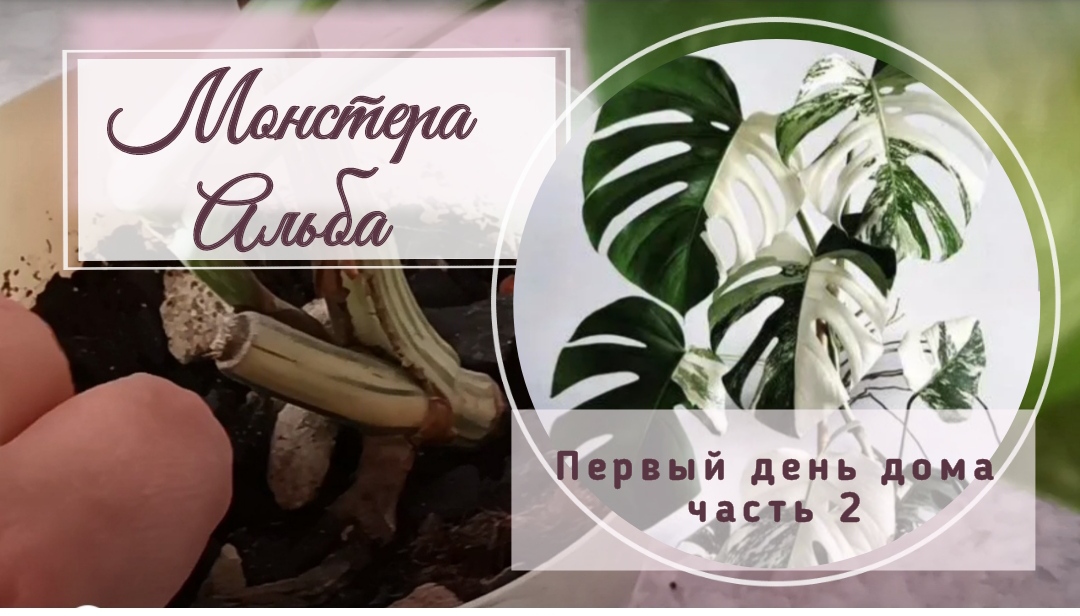 Монстера Альба. Первый день дома часть 2-я. Пересадка