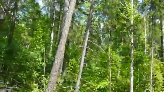 Ориентирование в осиновом лесу (продолжение) 38