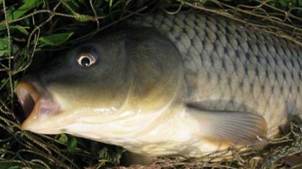 Насадка для белой рыбы с укропом.