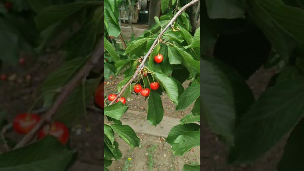 Эксперимент в теплице продолжается...