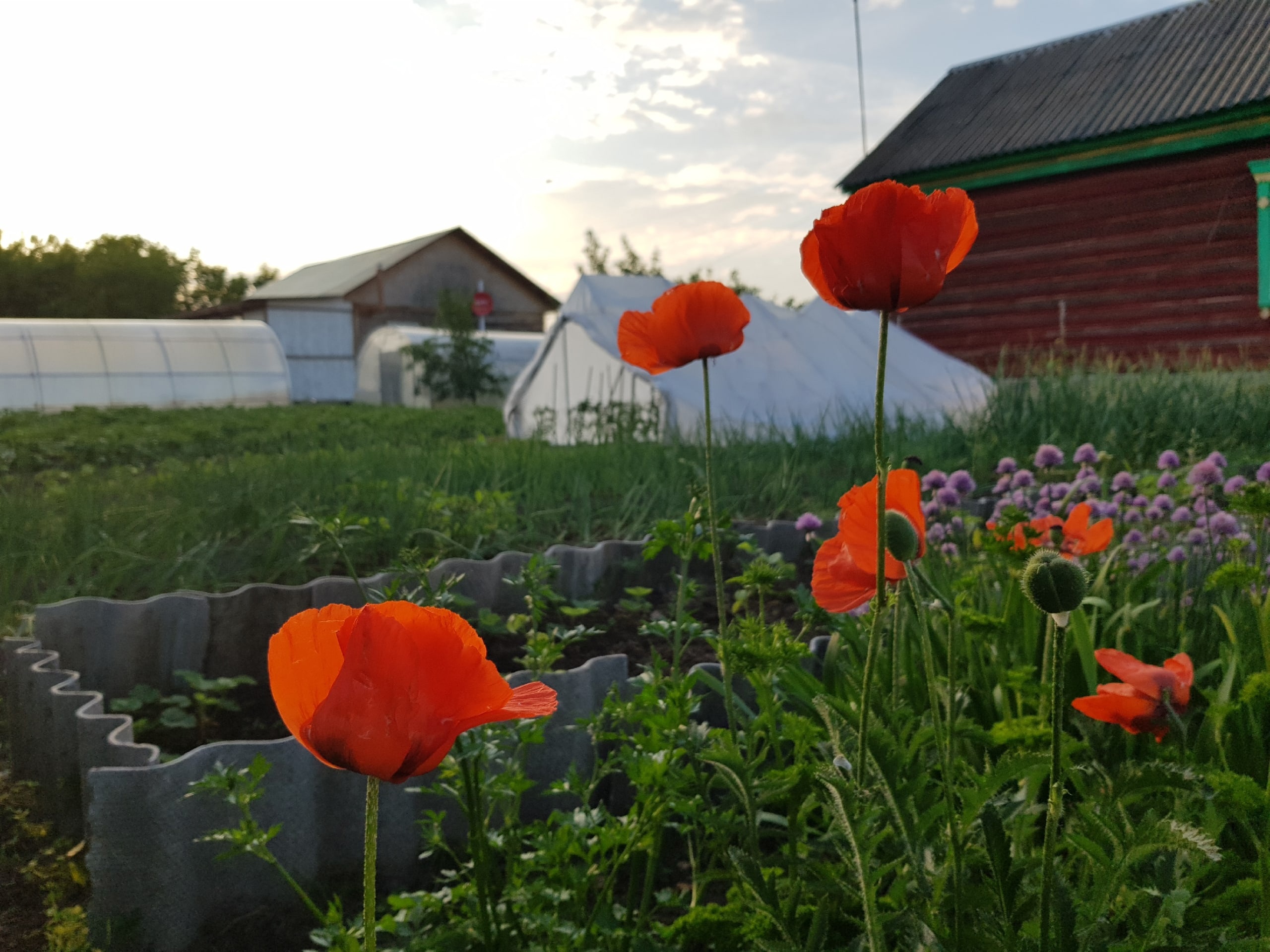 "ИЮНЬСКАЯ БЛАГОДАТЬ"... (Фото Елены Бежиной (Рязань), музыка - "Zeus Faber")