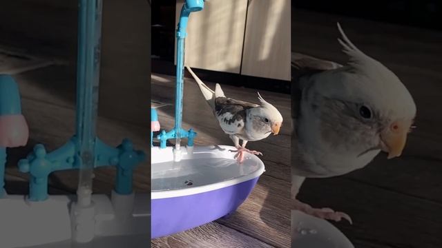 Смешные животные #SHORTS