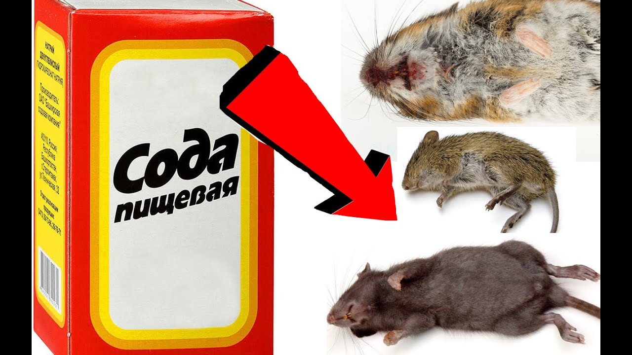 Как быстро избавиться от мышей За 3 Секунды!!!.