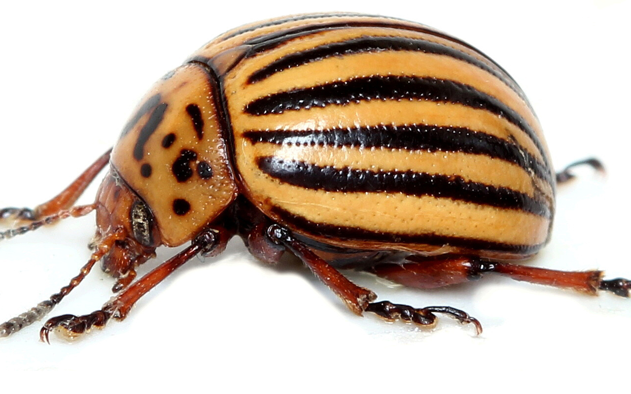 Как избавиться от колорадского жука на картошке навсегда