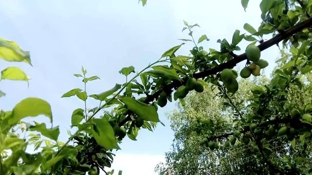 Завязались плоды на нашей Алыче сорта Кубанская Комета