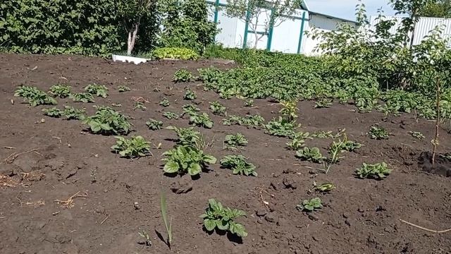 Картошка растет в саду!Окучиваю,пропалываю,рассказываю!).mp4