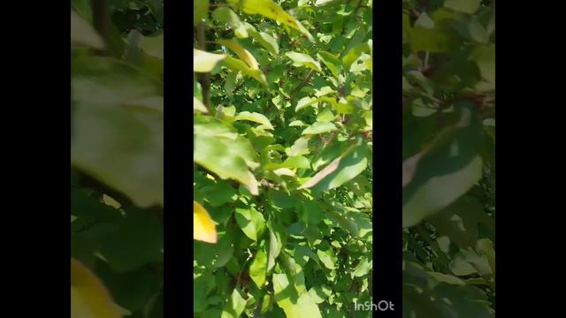 24 августа 2024. Мой сад- огород 🌺⚘️🌻