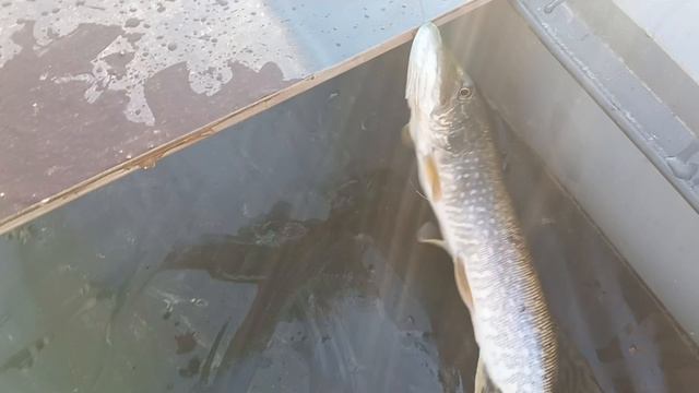 Перемет на Чумыше.