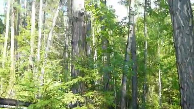 Направление в тайге